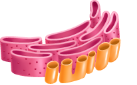 Endoplazmik Retikulum
