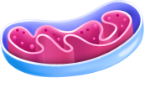 Mitokondri